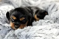 Max AKC, a male Cavalier King Charles Spaniel for sale in Benndale, MS – 7 of 9
