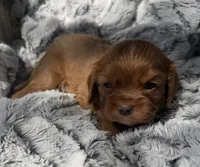 Roxanne AKC , a female Cavalier King Charles Spaniel for sale in Benndale, MS – 9 of 10