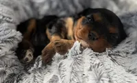 Stacey AKC, a female Cavalier King Charles Spaniel for sale in Benndale, MS – 7 of 9
