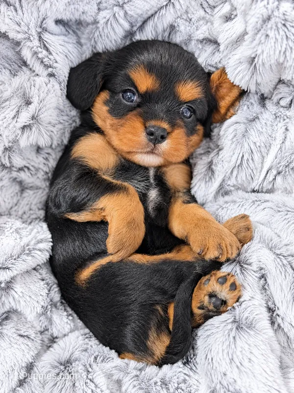 Max AKC – Cavalier King Charles Spaniel puppy for sale in Benndale, MS