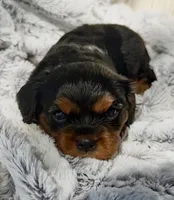 Stacey AKC, a female Cavalier King Charles Spaniel for sale in Benndale, MS – 9 of 9