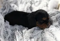 PJ AKC, a male Cavalier King Charles Spaniel for sale in Benndale, MS – 6 of 10