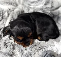 Max AKC, a male Cavalier King Charles Spaniel for sale in Benndale, MS – 4 of 9