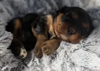 Stacey AKC, a female Cavalier King Charles Spaniel for sale in Benndale, MS – 6 of 9