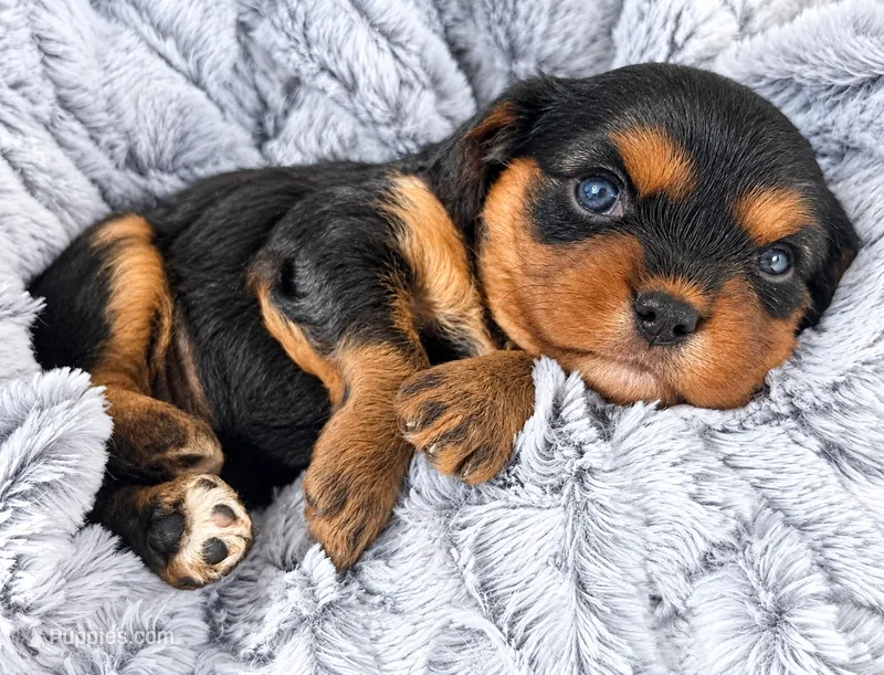 Stacey AKC – Cavalier King Charles Spaniel puppy for sale in Benndale, MS