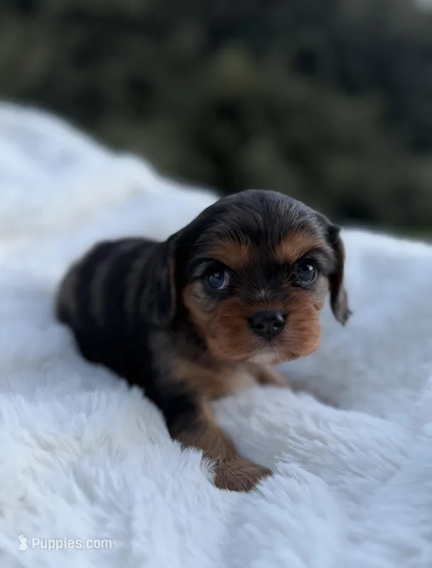 Marcie AKC – Cavalier King Charles Spaniel puppy for sale in Benndale, MS