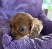 Hamish AKC, a male Cavalier King Charles Spaniel for sale in Benndale, MS – Photo 2 of 9