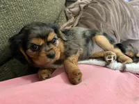 Marcie AKC, a female Cavalier King Charles Spaniel for sale in Benndale, MS – Photo 7 of 8