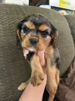 Marcie AKC, a female Cavalier King Charles Spaniel for sale in Benndale, MS – Photo 8 of 8