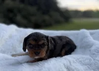 Marcie AKC, a female Cavalier King Charles Spaniel for sale in Benndale, MS – Photo 3 of 8