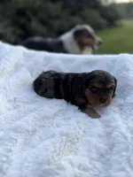 Marcie AKC, a female Cavalier King Charles Spaniel for sale in Benndale, MS – Photo 5 of 8