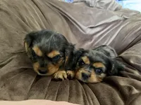 Marcie AKC, a female Cavalier King Charles Spaniel for sale in Benndale, MS – Photo 6 of 8