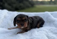 Marcie AKC, a female Cavalier King Charles Spaniel for sale in Benndale, MS – Photo 2 of 8