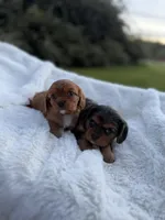 Marcie AKC, a female Cavalier King Charles Spaniel for sale in Benndale, MS – Photo 4 of 8