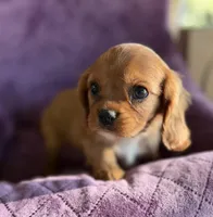Charlie Brown AKC, a male Cavalier King Charles Spaniel for sale in Benndale, MS – Photo 3 of 7