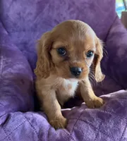 Charlie Brown AKC, a male Cavalier King Charles Spaniel for sale in Benndale, MS – Photo 1 of 7