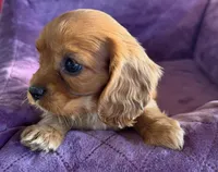 Charlie Brown AKC, a male Cavalier King Charles Spaniel for sale in Benndale, MS – Photo 5 of 7