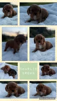 Charlie Brown AKC, a male Cavalier King Charles Spaniel for sale in Benndale, MS – Photo 7 of 7