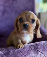Charlie Brown AKC, a male Cavalier King Charles Spaniel for sale in Benndale, MS – Photo 6 of 7