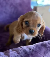 Charlie Brown AKC, a male Cavalier King Charles Spaniel for sale in Benndale, MS – Photo 2 of 7