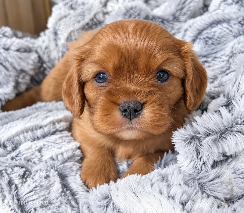 Roxanne AKC  – Cavalier King Charles Spaniel puppy for sale in Benndale, MS