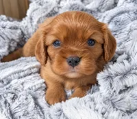 Roxanne AKC , a female Cavalier King Charles Spaniel for sale in Benndale, MS – 1 of 10