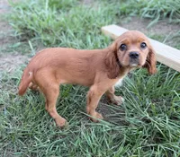 Merida AKC, a female Cavalier King Charles Spaniel for sale in Benndale, MS – 2 of 8