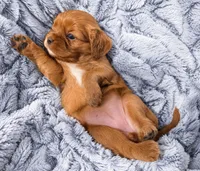 Roxanne AKC , a female Cavalier King Charles Spaniel for sale in Benndale, MS – 4 of 10