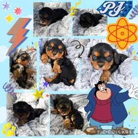 PJ AKC, a male Cavalier King Charles Spaniel for sale in Benndale, MS – 3 of 10