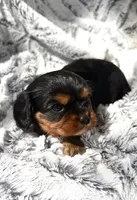Stacey AKC, a female Cavalier King Charles Spaniel for sale in Benndale, MS – 5 of 9