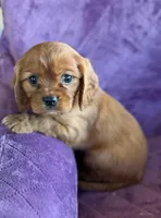 Fergus AKC, a male Cavalier King Charles Spaniel for sale in Benndale, MS – Photo 1 of 6