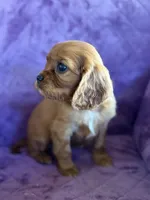Fergus AKC, a male Cavalier King Charles Spaniel for sale in Benndale, MS – Photo 3 of 6