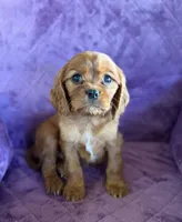 Fergus AKC, a male Cavalier King Charles Spaniel for sale in Benndale, MS – Photo 2 of 6