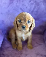 Fergus AKC, a male Cavalier King Charles Spaniel for sale in Benndale, MS – Photo 5 of 6