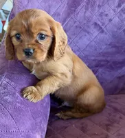 Fergus AKC, a male Cavalier King Charles Spaniel for sale in Benndale, MS – Photo 6 of 6