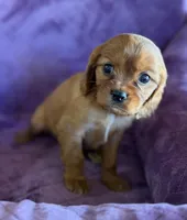 Fergus AKC, a male Cavalier King Charles Spaniel for sale in Benndale, MS – Photo 4 of 6