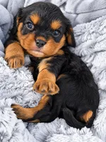 PJ AKC, a male Cavalier King Charles Spaniel for sale in Benndale, MS – 2 of 10