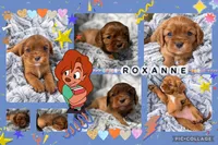 Roxanne AKC , a female Cavalier King Charles Spaniel for sale in Benndale, MS – 2 of 10