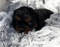 PJ AKC, a male Cavalier King Charles Spaniel for sale in Benndale, MS – 8 of 10