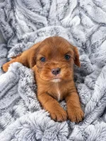 Roxanne AKC , a female Cavalier King Charles Spaniel for sale in Benndale, MS – 3 of 10