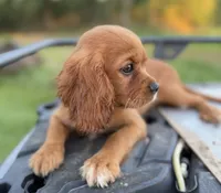 Merida AKC, a female Cavalier King Charles Spaniel for sale in Benndale, MS – 3 of 8