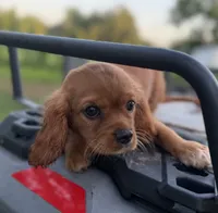 Merida AKC, a female Cavalier King Charles Spaniel for sale in Benndale, MS – 5 of 8