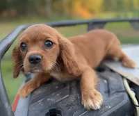 Merida AKC, a female Cavalier King Charles Spaniel for sale in Benndale, MS – 4 of 8