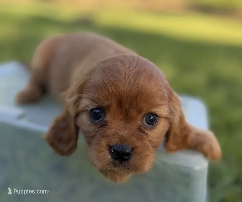 Elinor AKC – Cavalier King Charles Spaniel puppy for sale in Benndale, MS