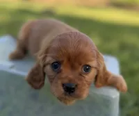 Elinor AKC, a female Cavalier King Charles Spaniel for sale in Benndale, MS – Photo 1 of 6