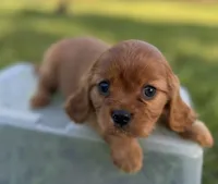 Elinor AKC, a female Cavalier King Charles Spaniel for sale in Benndale, MS – Photo 2 of 6