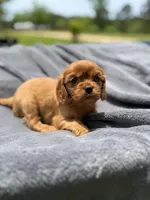 Elinor AKC, a female Cavalier King Charles Spaniel for sale in Benndale, MS – Photo 4 of 6