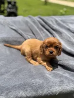 Elinor AKC, a female Cavalier King Charles Spaniel for sale in Benndale, MS – Photo 6 of 6