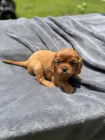 Elinor AKC, a female Cavalier King Charles Spaniel for sale in Benndale, MS – Photo 5 of 6