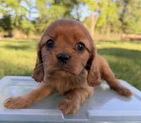 Elinor AKC, a female Cavalier King Charles Spaniel for sale in Benndale, MS – Photo 3 of 6